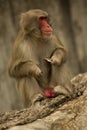 Snow monkey, Japanese macaque Macaca fuscata. Royalty Free Stock Photo
