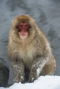 Snow monkey. The Japanese macaque Scientific name: Macaca fusc Royalty Free Stock Photo