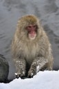 The Japanese macaque. The Japanese macaque Scientific name: Macaca fuscata, also known as the snow monkey Royalty Free Stock Photo