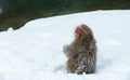 Snow monkey. The Japanese macaque . Royalty Free Stock Photo