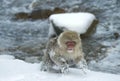 Running Japanese macaque. Near natural hot spring. The Japanese macaque ( Scientific name: Macaca fuscata), also known as Royalty Free Stock Photo