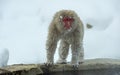 Snow monkey near natural hot spring. The Japanese macaque ( Scientific name: Macaca fuscata), also known as the snow monkey. Royalty Free Stock Photo