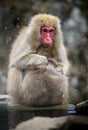 Snow monkey Japanese Macaque in a snowstrom, Jigokudani Monkey