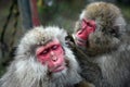 Snow Monkey at Jigokudani near Royalty Free Stock Photo