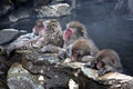 Snow Monkey at Jigokudani near Nagano, Japan Royalty Free Stock Photo