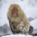 Snow Monkey in Jigokudani Monkey Park, Japan Royalty Free Stock Photo