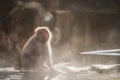 Snow monkey in Jigokudani park at sunset Royalty Free Stock Photo