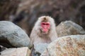 Snow monkey in Jigokudani Park, Yamanouchi Royalty Free Stock Photo