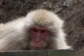 Snow Monkey Looking Left Royalty Free Stock Photo