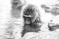 Snow monkey Macaca fuscata from Jigokudani Monkey Park in Japan, Nagano Prefecture. Cute Japanese macaque sitting in a hot Royalty Free Stock Photo