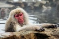 Snow monkey, macaque bathing in hot spring, Nagano prefecture, Japan