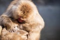 Snow monkey Macaque find fleas, Yamanouchi