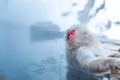 Snow monkey Macaque Onsen Royalty Free Stock Photo