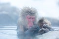 Snow monkey Macaque Onsen