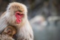 Snow monkey mom and baby at Jigokudani Park Royalty Free Stock Photo