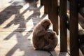 Snow monkey mom find fleas on baby, Yamanouchi Royalty Free Stock Photo