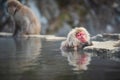 Snow monkey nap while bathing on hot spring Royalty Free Stock Photo