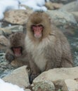 Japanese macaque near natural hot spring. Royalty Free Stock Photo