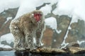 Snow monkey near natural hot spring. The Japanese macaque ( Scientific name: Macaca fuscata), also known as the snow monkey. Royalty Free Stock Photo