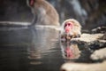 Snow monkey onsen in hot spring, Japan