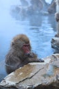 Snow Monkey in the onsen