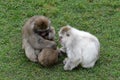 Snow Monkey Royalty Free Stock Photo