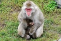 Snow Monkey Royalty Free Stock Photo