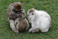 Snow Monkey Royalty Free Stock Photo