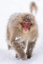 Japanese Snow Monkey - Portrait Royalty Free Stock Photo