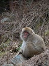 Snow Monkey Seated in Dried Vines