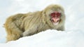 Snow monkey on the snow. Winter season.