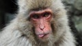 A Snow Monkey sticking out tongue Royalty Free Stock Photo