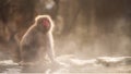 Snow monkey sunbath at hot spring, Jigokudani Royalty Free Stock Photo