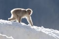 Snow monkey walking Royalty Free Stock Photo