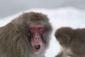 Snow monkey in winter cuddle up with adults with snow background. Royalty Free Stock Photo