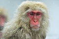Snow monkey. Winter season. The Japanese macaque Scientific name: Macaca fuscata, also known as the snow monkey. Royalty Free Stock Photo