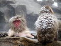 Snow monkeys gathering in hot spring onsen to keep warm while snow fall in winter - Japan