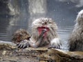 Snow monkeys gathering in hot spring onsen to keep warm while snow fall in winter - Japan