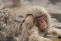 Snow monkeys grooming in hot spring