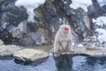 Snow monkeys. Hakodate is famed for its monkeys a rare sight with their human-like passion for bathing in the hot springs. Japan Royalty Free Stock Photo