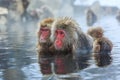 Snow monkeys, Japan