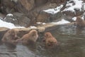 Snow monkeys japanese. Jigokudani monkey park, monkeys bathing in natural hot spring at Nagano, Japan Royalty Free Stock Photo