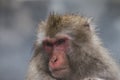 Snow Monkeys Japanese Macaques bathe in onsen hot springs of Nagano, Japan