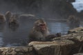 Snow Monkeys Japanese Macaques bathe in onsen hot springs of Nagano, Japan