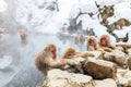 Snow Monkeys