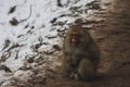 Snow Monkeys Japanese Macaques bathe in onsen hot springs of Nagano, Japan