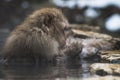 Snow Monkeys Japanese Macaques bathe in onsen hot springs of Nagano, Japan