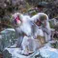 Snow monkeys or Japanese Macaques in hot spring onsen