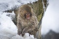 Snow Monkeys in Jigokudani Monkey Park, Japan Royalty Free Stock Photo