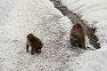 Snow monkeys, macaque bathing in hot spring, Nagano prefecture, Japan